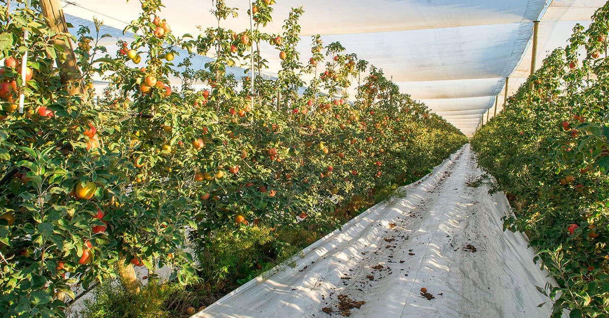 About Harvesting Honeycrisp Apples Stemilt Growers