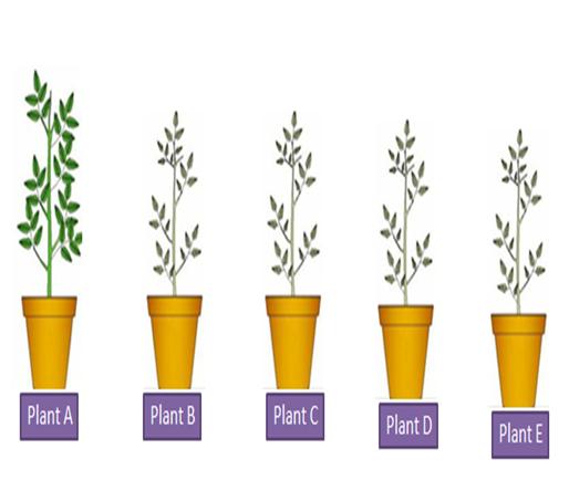 The Effect of Detergent on Plant Growth