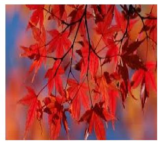 How to Plant a Maple Tree