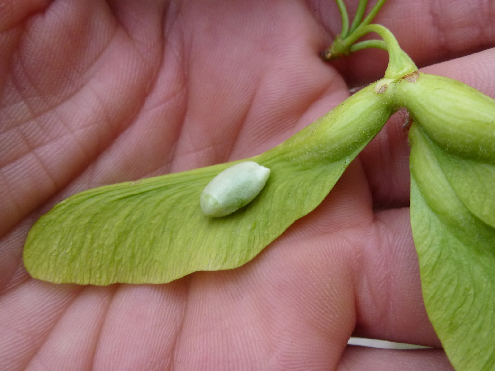 How to Grow a Maple Tree from Seed