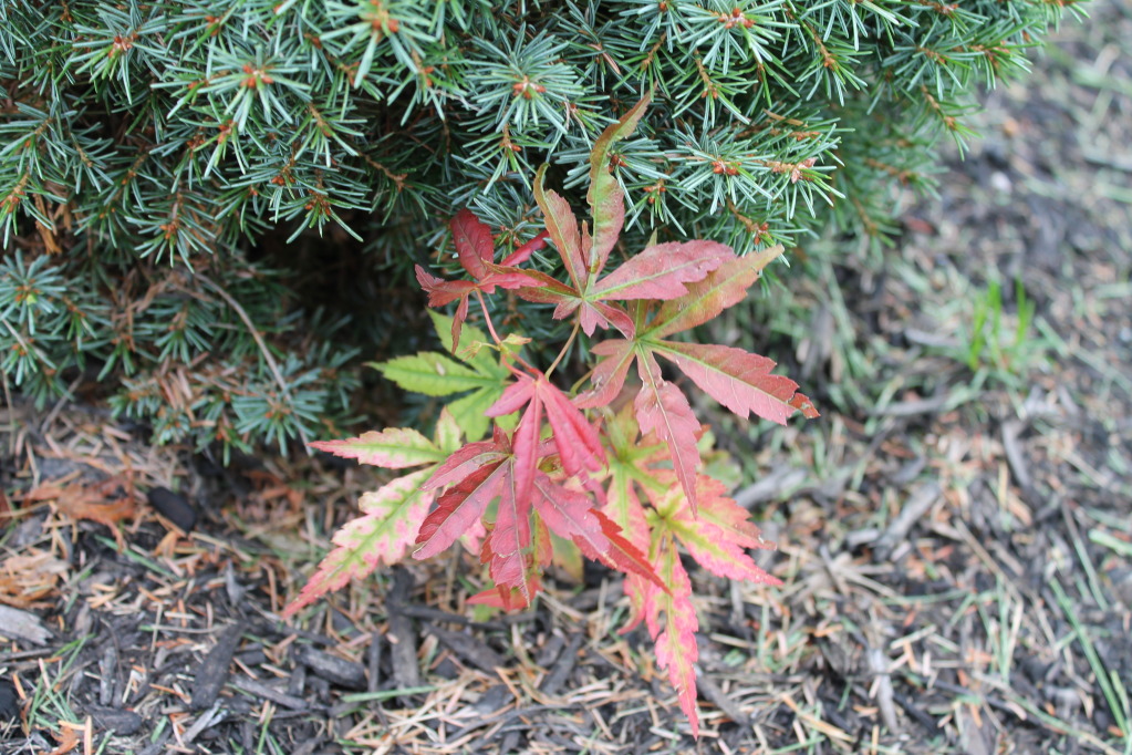 How to Grow a Maple Tree from Seed
