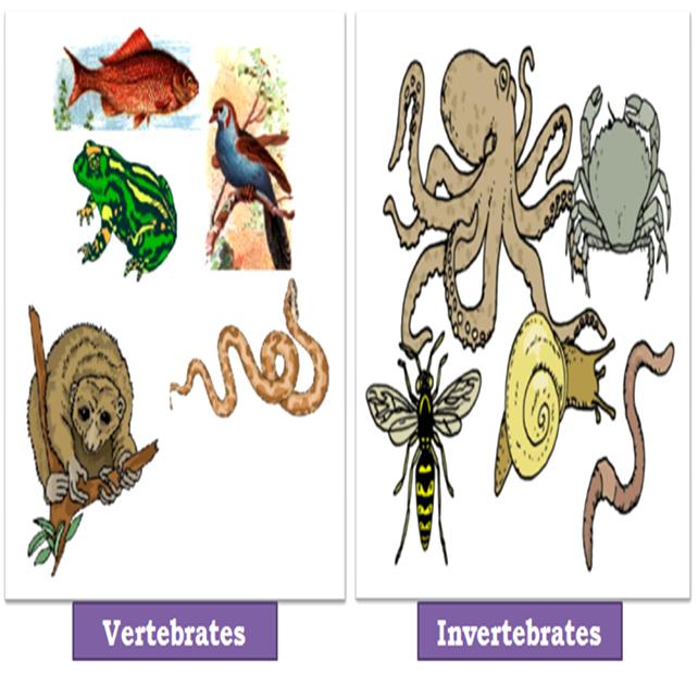 Difference Between Vertebrates and Invertebrates