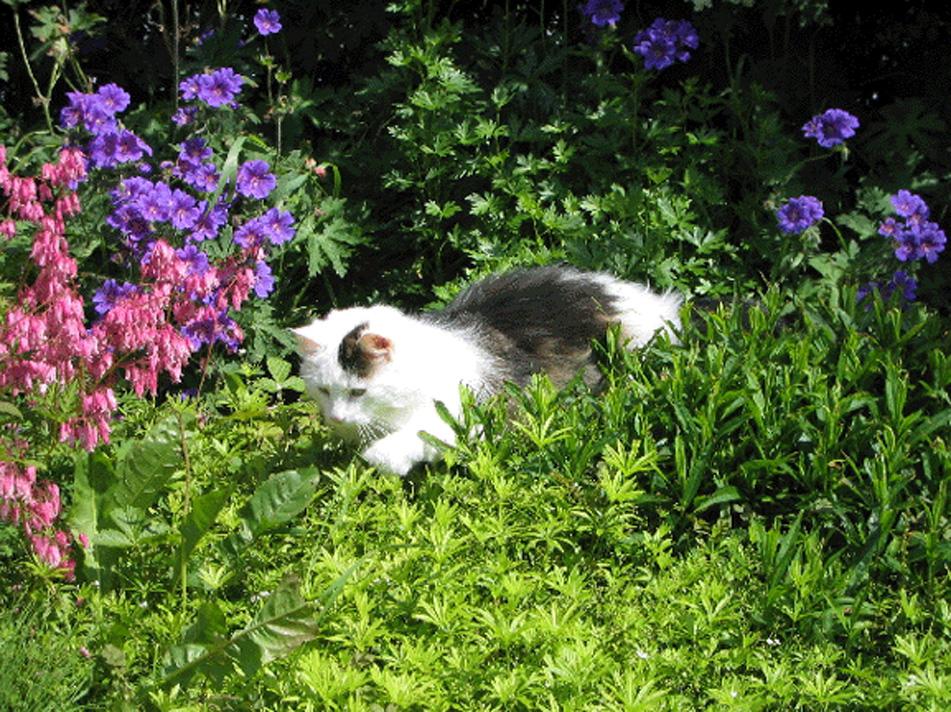 How to Stop Cats from Pooping in Your Garden