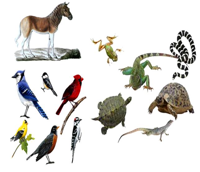 Difference Between Tetrapods and Amphibians