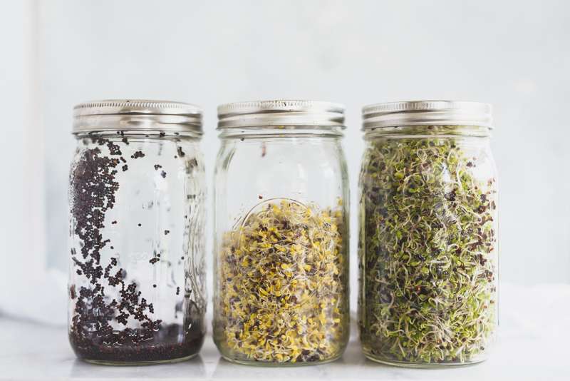 Growing Broccoli Sprouts In A Jar Broccoli Walls