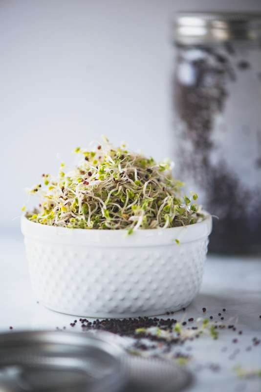 Add broccoli sprouts to your salads, sandwiches, smoothies, and anything else they sound good on! How To Grow Broccoli Sprouts At Home Steph Gaudreau