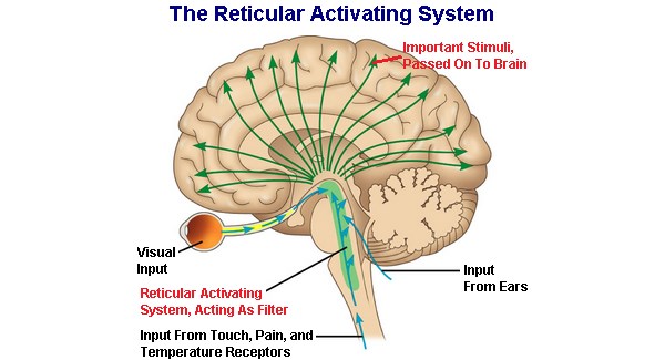 Approach To The Neurological Patient Stepwards