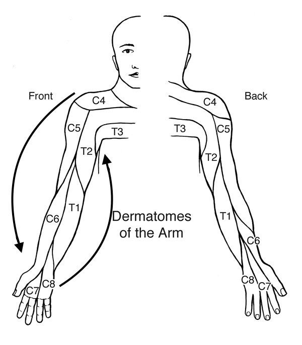 Sensory Dermatomes Of The Body Stepwards