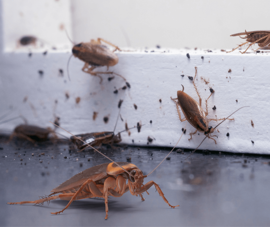 Rodent Cleanup Steri Clean