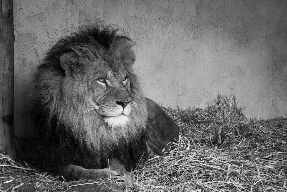 Löwe Eigenschaften Stärken und Schwächen im Überblick