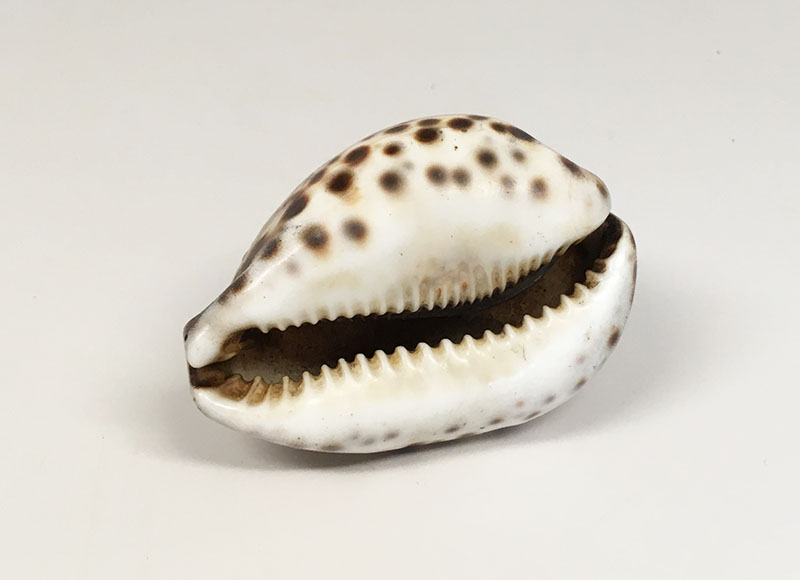STEVEN S. POWERS Folk Art Carved Cowrie Shell; Alphabet & "For a Good