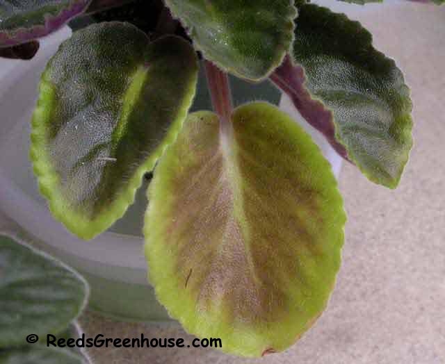 African Violet LeafID, Violet Leaf Problem, orchids, houseplants