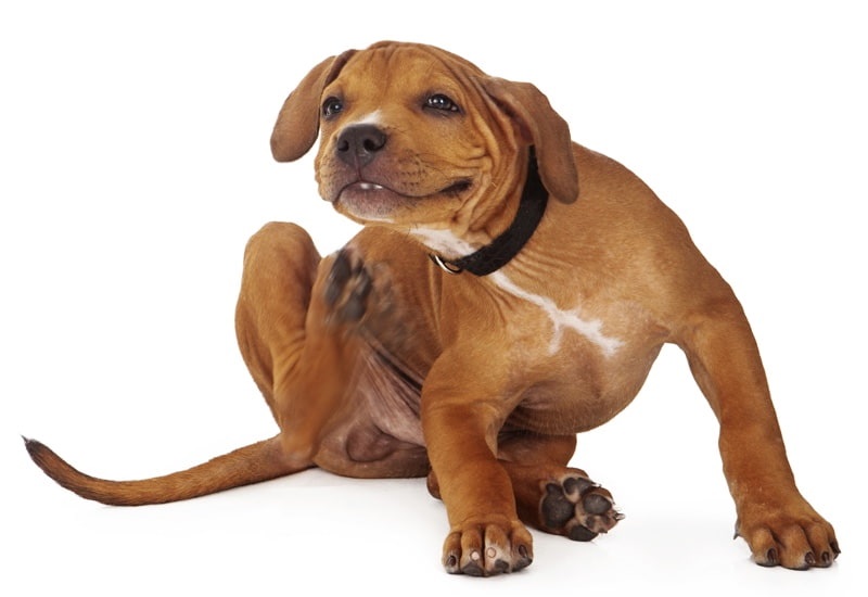 What’s Causing That Itch? Common Skin Conditions In Dogs Stewpid Pet