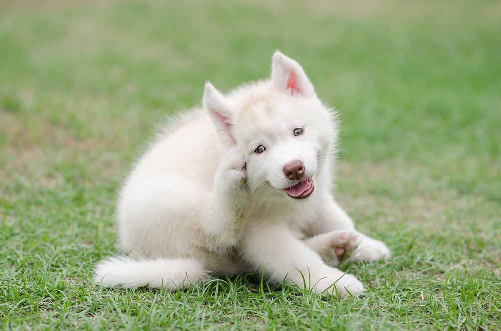 5 hypoallergenic breeds of dog to adopt for families who have allergic