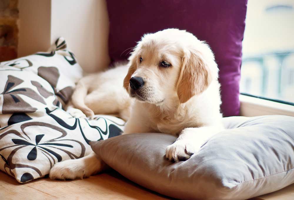 Benefits of Dog Boarding Stewpid Pet