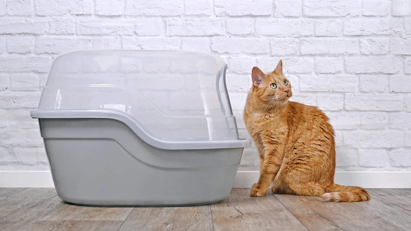 The CostEffective Benefits of Investing in the Best Cat Litter Box