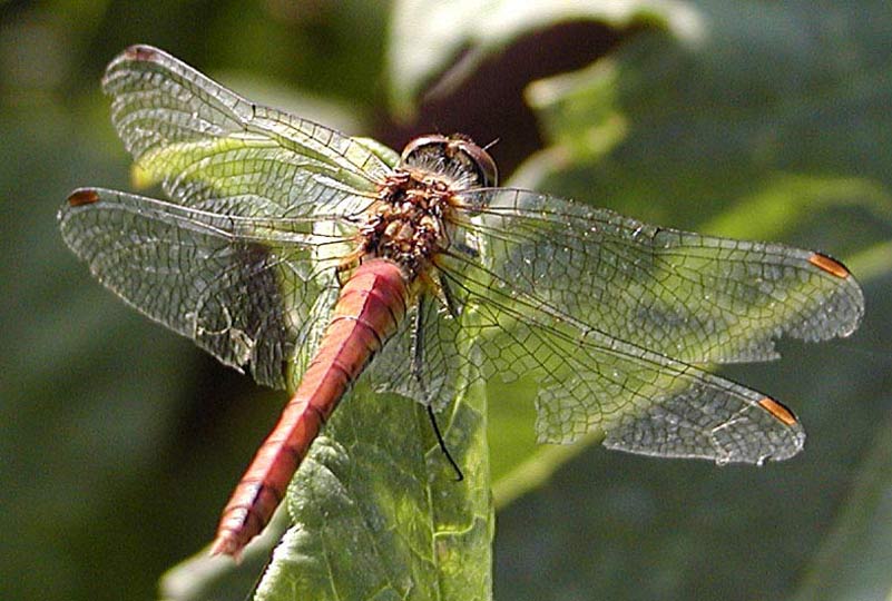 Smykke forum for alle • Konkurrence Oktober 10 • • Konkurrencer