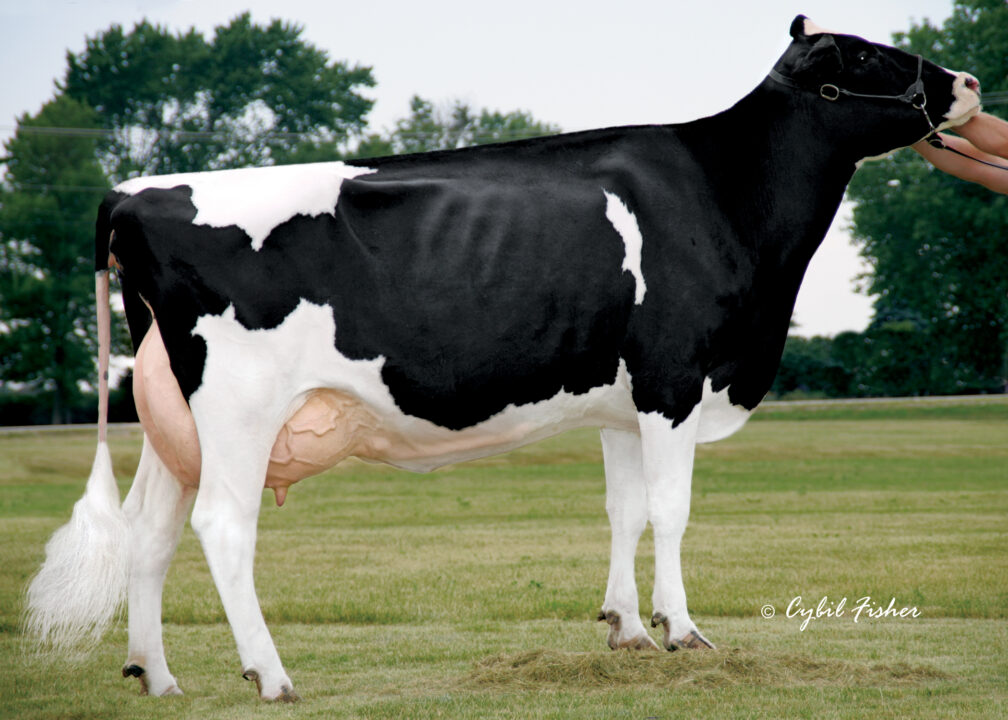 Debut 94HO20785 St. Jacobs ABC St. Jacobs Choice