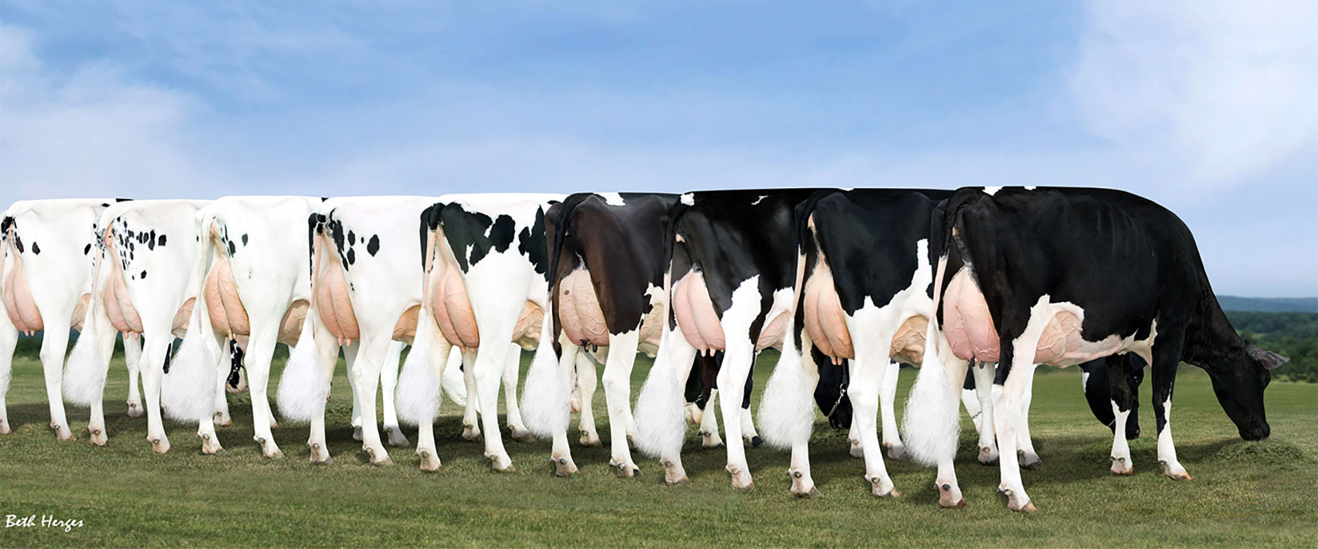 St. Jacobs Choice St. Jacobs