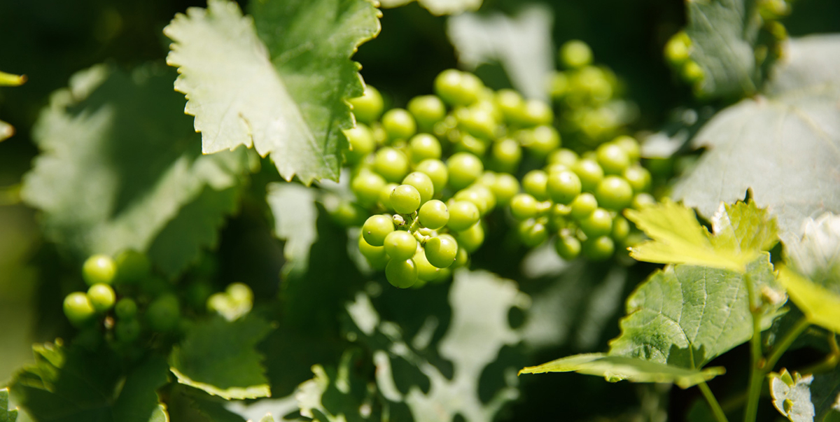 Award Winning Winery in Missouri St James Winery