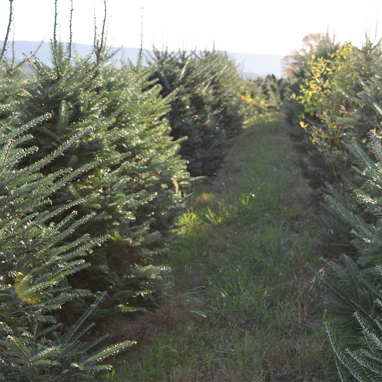 Events St. Joe Christmas Tree Farm