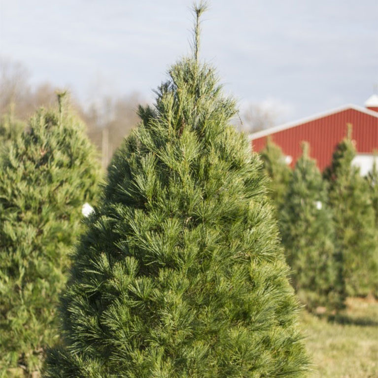 Services & Products St. Joe Christmas Tree Farm