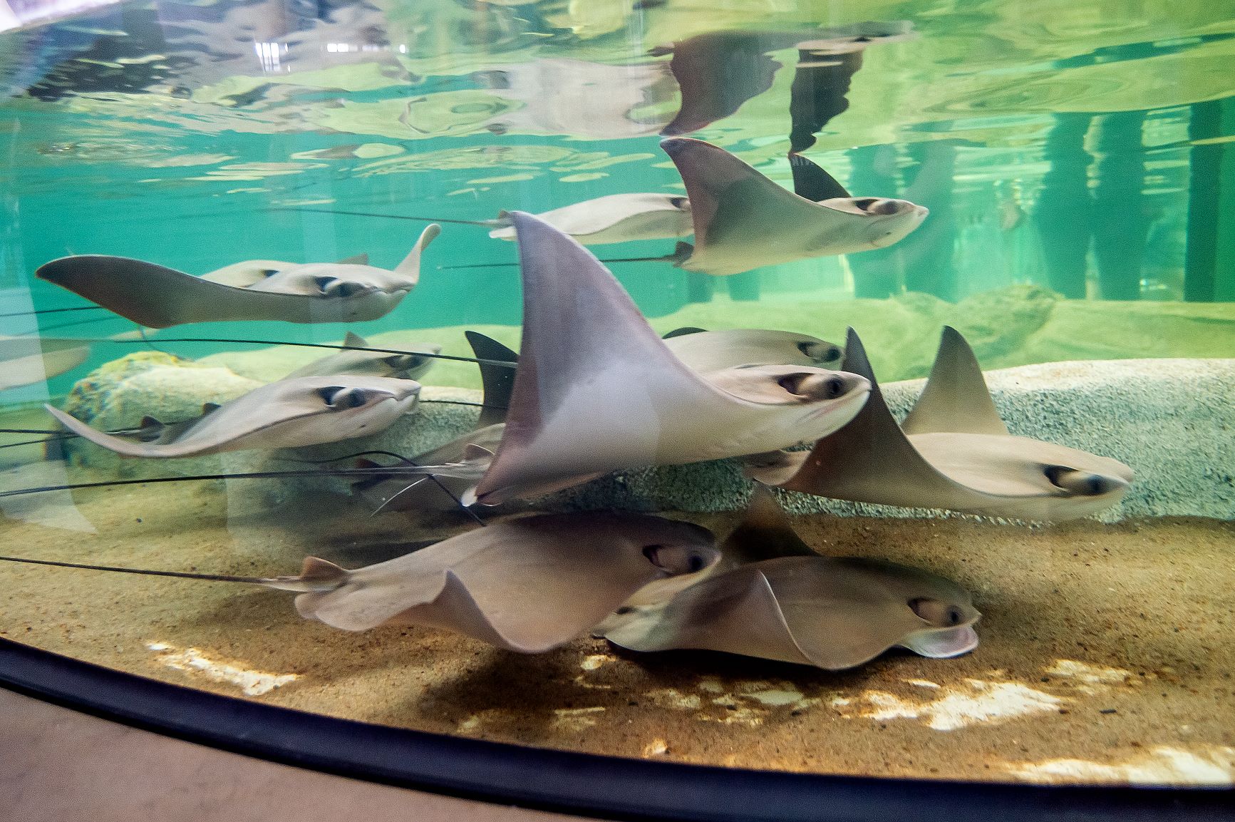 Summer Camp Saint Louis Aquarium Foundation