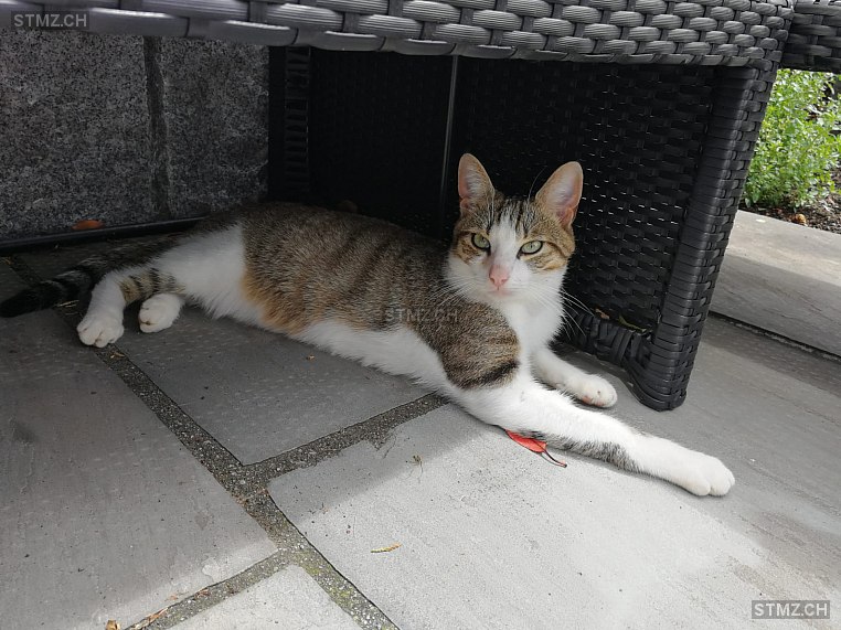 MeldungNr. 188'693 Vermisst Katze in 4313 Möhlin