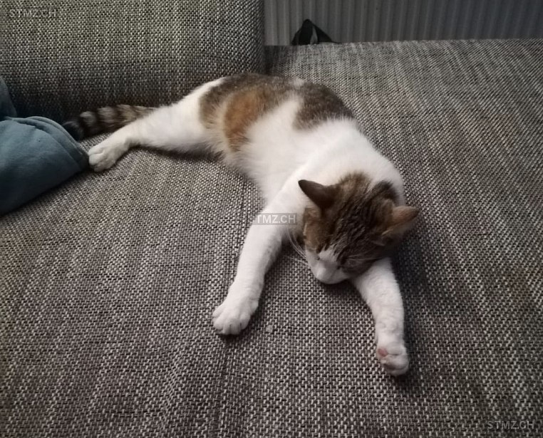 MeldungNr. 196'554 Vermisst Katze in 8123 Ebmatingen