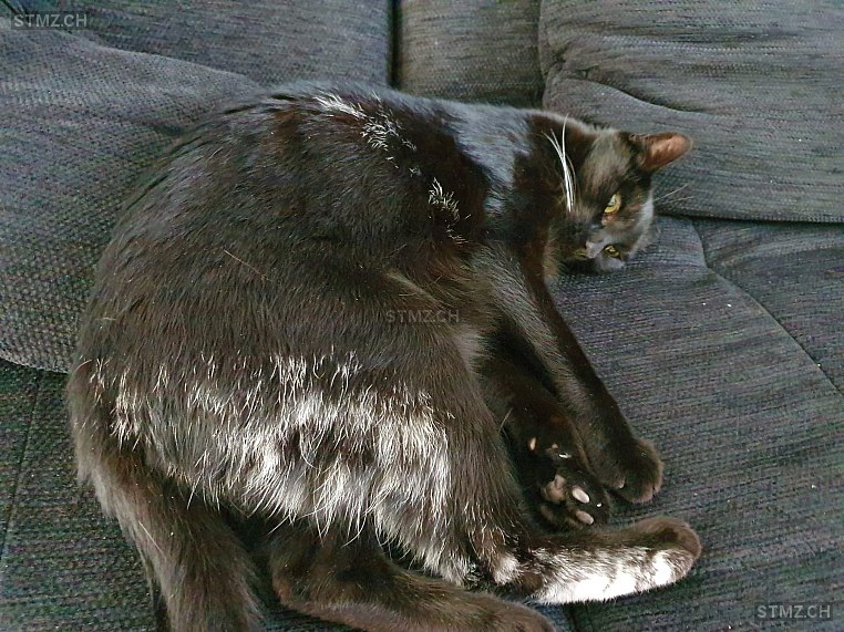 MeldungNr. 201'690 Vermisst Katze in 4054 Basel