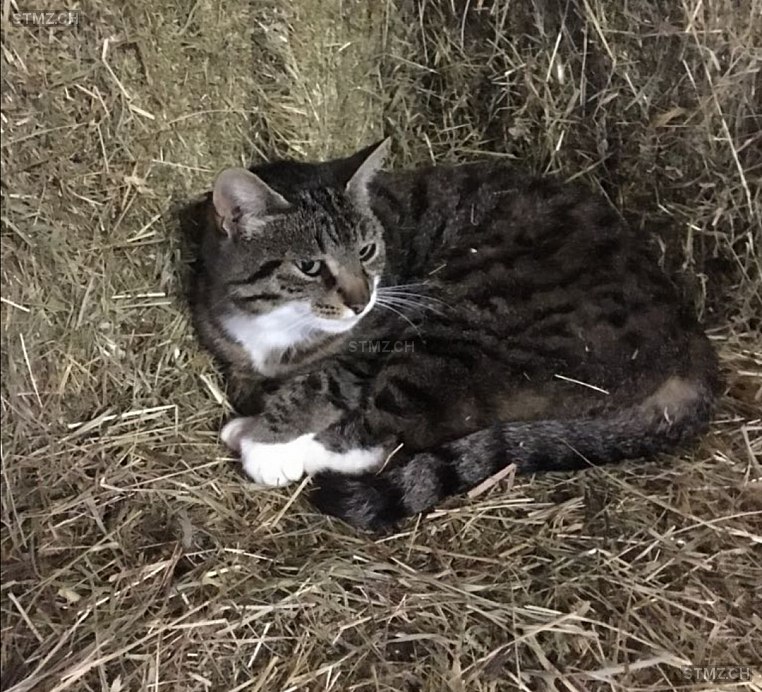 MeldungNr. 201'819 Vermisst Katze in 6045 Meggen