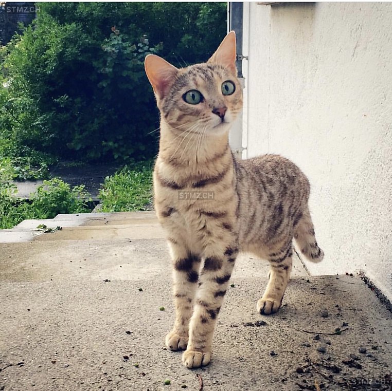 MeldungNr. 212'862 Vermisst Katze in 6006 Luzern