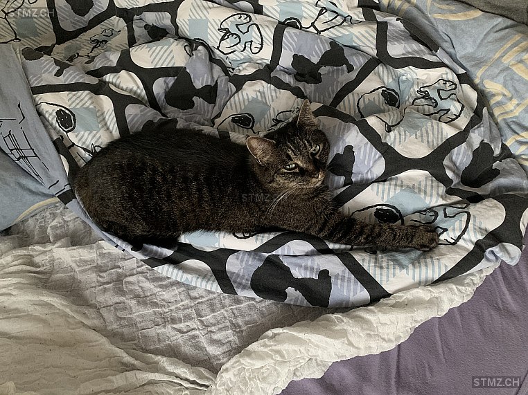 MeldungNr. 213'495 Vermisst Katze in 6005 Luzern