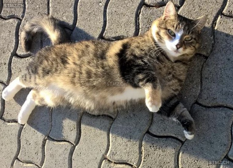 MeldungNr. 213'820 Vermisst Katze in 8604 Volketswil