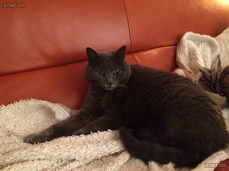 MeldungNr. 217'337 Vermisst Katze in 5736 Burg AG