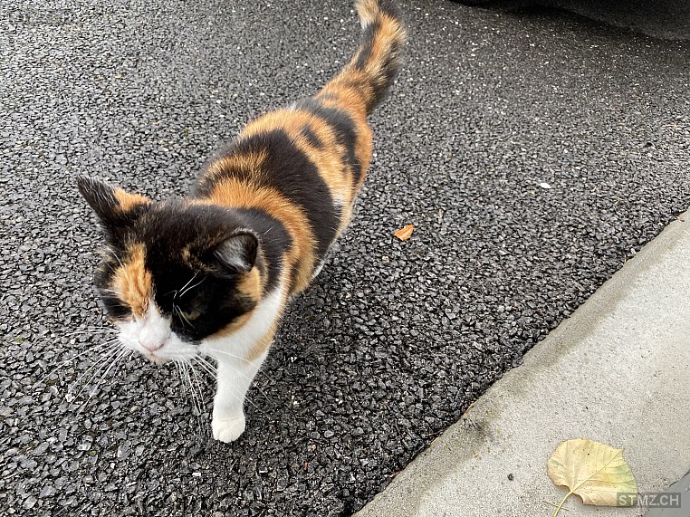 MeldungNr. 222'066 Gefunden Katze in 6403 Küssnacht am Rigi
