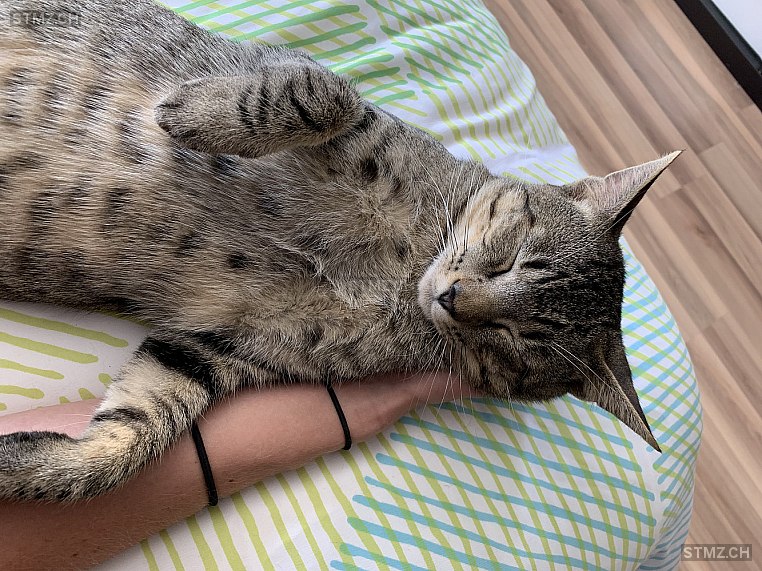 MeldungNr. 222'937 Vermisst Katze in 3613 Steffisburg