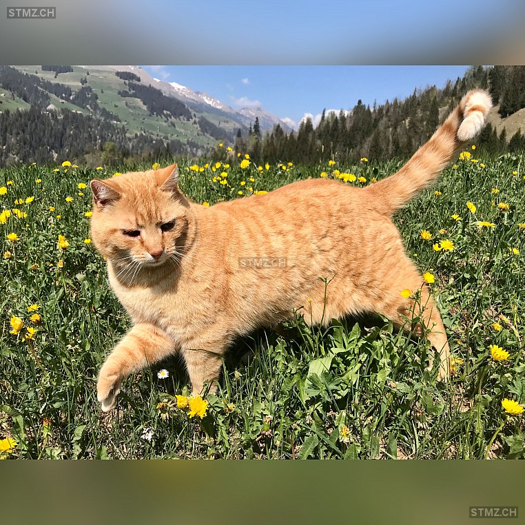 MeldungNr. 226'471 Vermisst Katze in 3725 Achseten