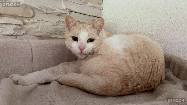 MeldungNr. 229'579 Vermisst Katze in 8306 Brüttisellen