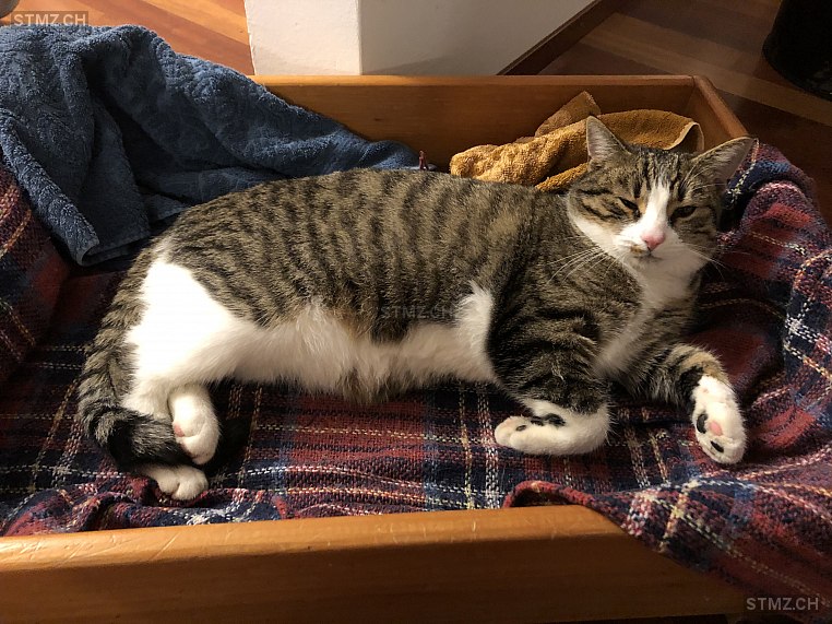 MeldungNr. 238897 Vermisst Katze in 3250 Lyss