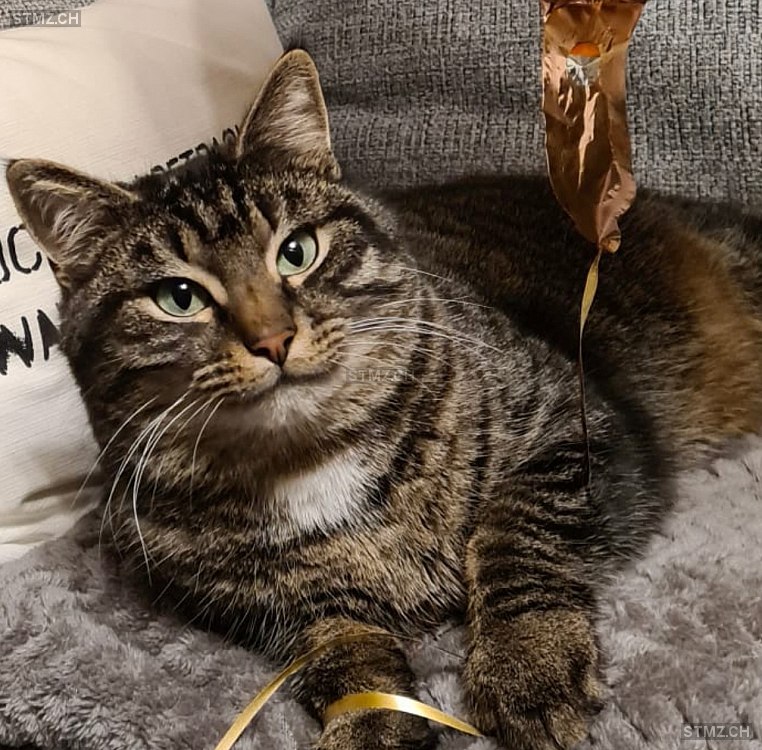 MeldungNr. 241'820 Vermisst Katze in 9493 Mauren FL