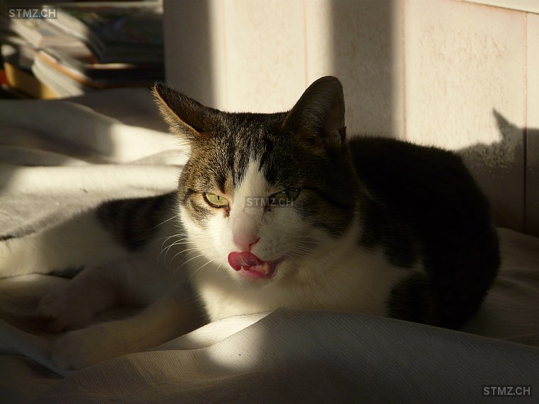MeldungNr. 242'775 Vermisst Katze in 3257 Grossaffoltern
