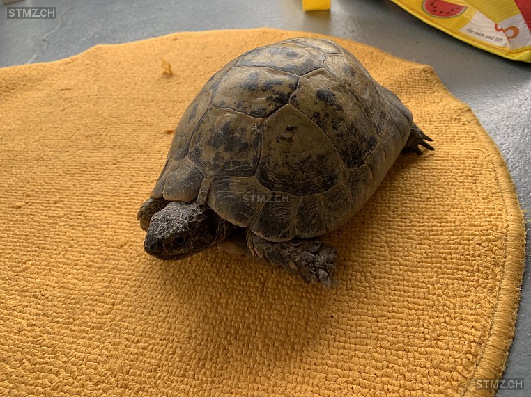 MeldungNr. 243'831 Gefunden Reptil in 3271 Radelfingen