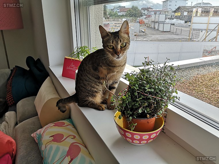 MeldungNr. 244'440 Vermisst Katze in 8737 Gommiswald