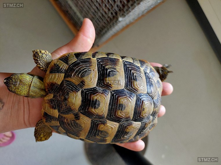 MeldungNr. 247'078 Gefunden Reptil in 8330 Pfäffikon ZH