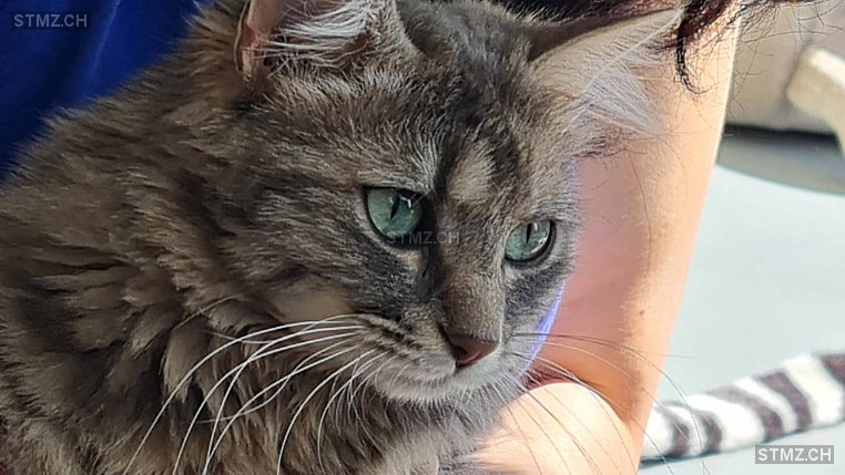 MeldungNr. 248'661 Vermisst Katze in 8500 Frauenfeld