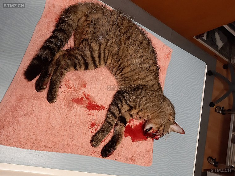MeldungNr. 250'197 Gefunden Katze in 6166 Hasle LU