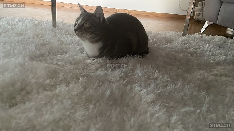 MeldungNr. 267'807 Gefunden Katze in 8051 Zürich