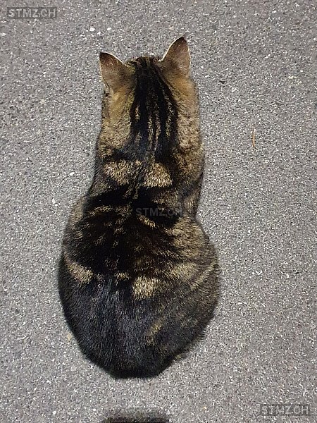 Avis n° 267'924 Trouvé Chat à 3176 Neuenegg