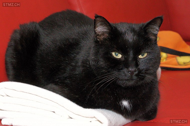 Avis n° 267'945 Perdu Chat à 3604 Thun